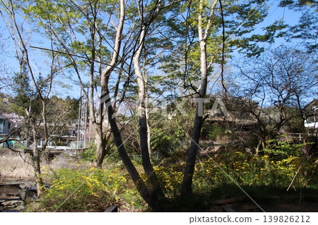 Mount Takao: Scenery and Flowers Mount Takao: Scenery and Flowers 139826212