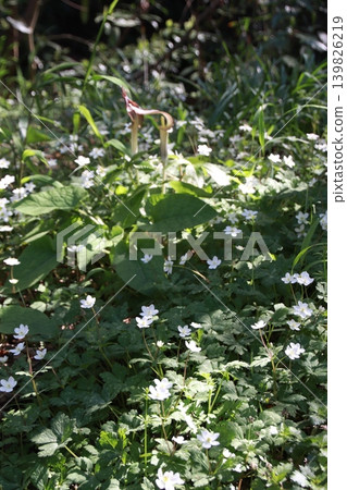 高尾山:風景與花卉 高尾山:風景與花卉 139826219