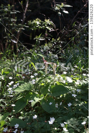高尾山：風景與花卉 139826220