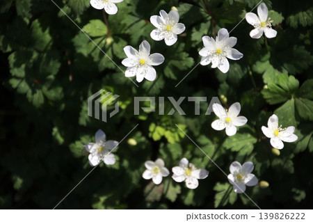 Mount Takao: Scenery and Flowers Mount Takao: Scenery and Flowers 139826222