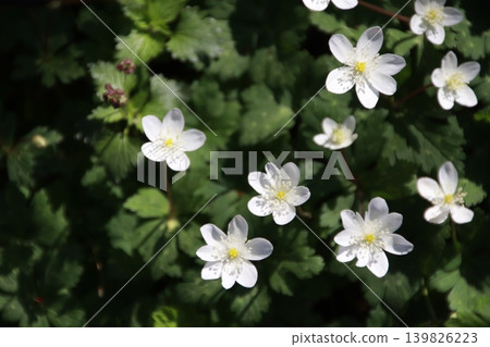 Mount Takao: Scenery and Flowers Mount Takao: Scenery and Flowers 139826223