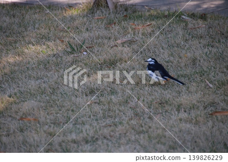Mount Takao scenery, White Wagtail Mount Takao scenery, White Wagtail 139826229