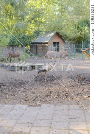 A single stork stands in a muddy enclosure with two donkeys and a small house 139826281