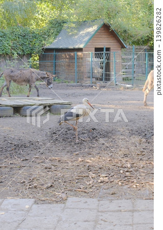 Stork stands on one leg near donkeys in an outside enclosure at zoo Stork stands on one leg near donkeys in an outside enclosure at zoo 139826282