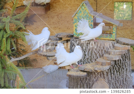 Several white pigeons perch near a colorful birdhouse, enjoying a sunny afternoon 139826285