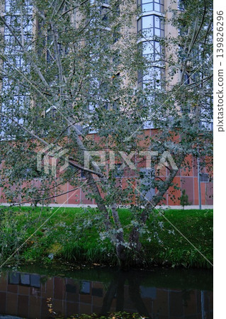 A silver poplar tree is near a river and modern building. Daytime A silver poplar tree is near a river and modern building. Daytime 139826296