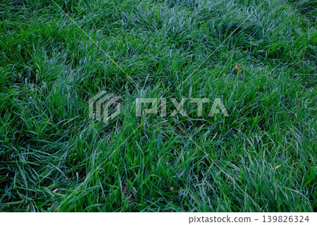 Tall green grass is blowing in the wind during early Spring, in a field 139826324