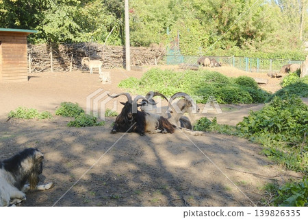 Several markhors with impressive horns rest on the ground at the Zoo 139826335