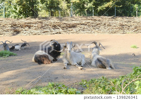 Several Markhor goats rest on the ground in a sandy enclosure near some greenery 139826341