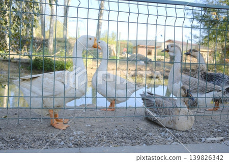 Several geese stand and rest near a pond, behind a green wire fence 139826342
