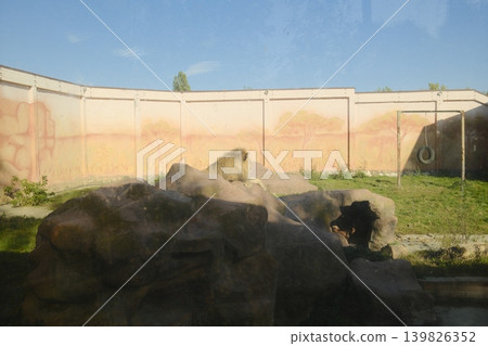 A male Lion relaxes on a large rock formation inside of its enclosure at the Zoo A male Lion relaxes on a large rock formation inside of its enclosure at the Zoo 139826352