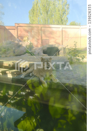 Lioness is resting on a stone ledge, beside the water, at the Zoo 139826355