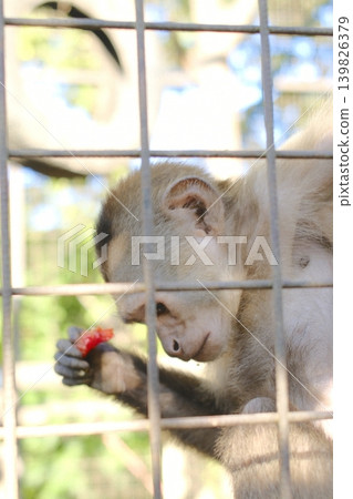 A Capuchin monkey holds and eats a red fruit piece behind metal bars A Capuchin monkey holds and eats a red fruit piece behind metal bars 139826379