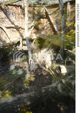 Meerkats stand alert among grasses, dirt, and logs inside their enclosure Meerkats stand alert among grasses, dirt, and logs inside their enclosure 139826380