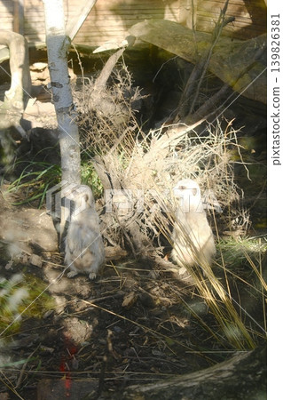 Two cute suricates stand tall in a wooded area. They are watching carefully Two cute suricates stand tall in a wooded area. They are watching carefully 139826381