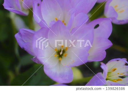 A close view displays purple and white Autumn Crocus blossoms in a garden setting A close view displays purple and white Autumn Crocus blossoms in a garden setting 139826386