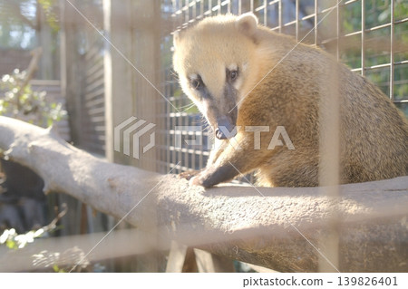 A coati sits on a branch inside of an enclosure, during daytime A coati sits on a branch inside of an enclosure, during daytime 139826401