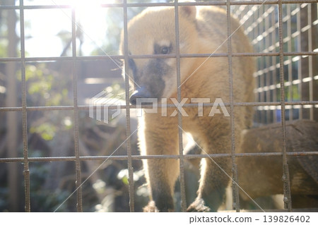 Coati stands inside of its enclosure at a conservation area on a sunny day Coati stands inside of its enclosure at a conservation area on a sunny day 139826402