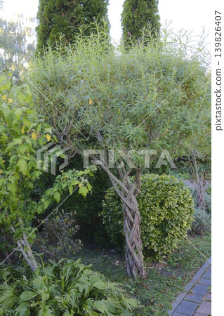 A small tree has a braided trunk, standing in a garden with greenery A small tree has a braided trunk, standing in a garden with greenery 139826407