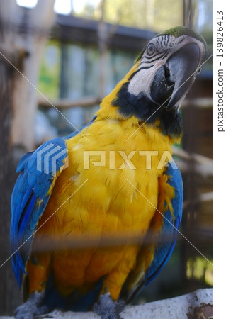 A colorful Macaw sits on a branch. It has blue and yellow feathers A colorful Macaw sits on a branch. It has blue and yellow feathers 139826413