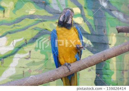 A macaw bird holds food in its claw while sitting on a branch A macaw bird holds food in its claw while sitting on a branch 139826414