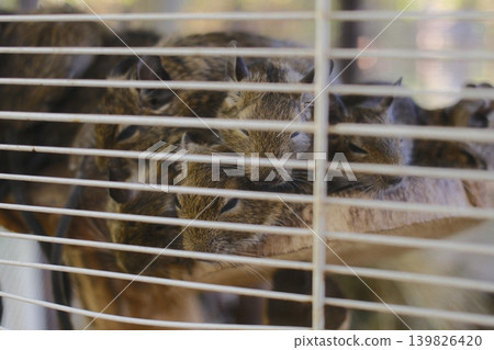 Several small degus are stacked together in a wire cage during the daytime Several small degus are stacked together in a wire cage during the daytime 139826420