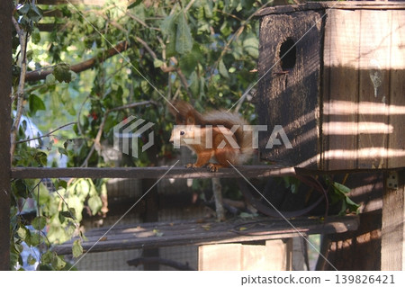 A cute Squirrel perches on a wooden plank, close to a birdhouse structure A cute Squirrel perches on a wooden plank, close to a birdhouse structure 139826421