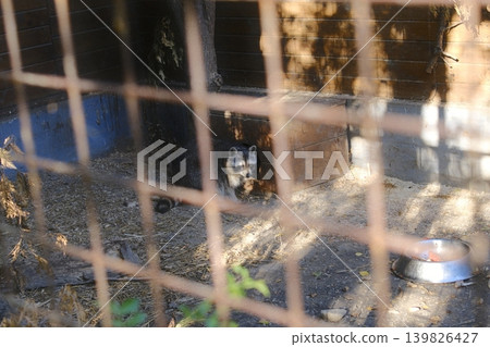 A raccoon is seen inside a cage enclosure, possibly at a wildlife center A raccoon is seen inside a cage enclosure, possibly at a wildlife center 139826427