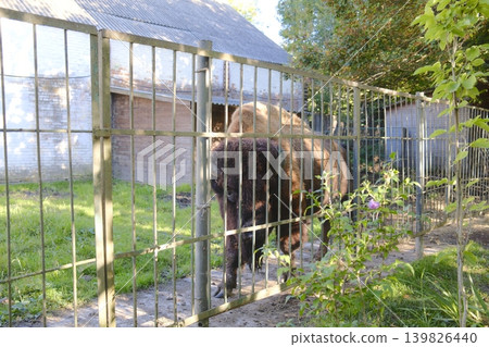 A large European bison is seen behind a metal fence in an outdoor enclosure A large European bison is seen behind a metal fence in an outdoor enclosure 139826440