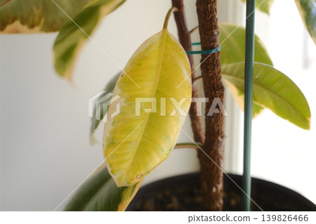 A potted Ficus Elastica houseplant has a single yellow and white leaf A potted Ficus Elastica houseplant has a single yellow and white leaf 139826466