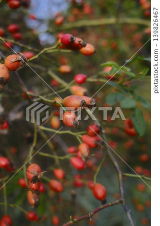 Rose hips, mostly red, dangle from the branches of the bush 139826467