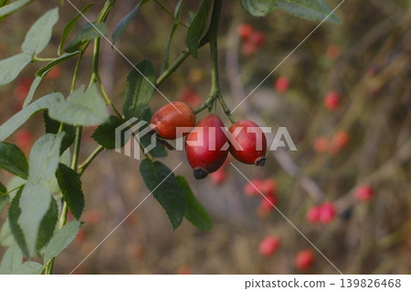 Three red rose hips hang from a branch with green leaves in the daylight 139826468