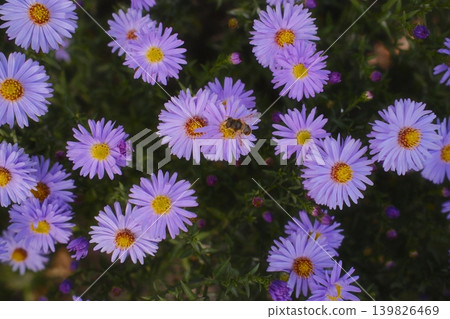 Bee gathers pollen from light purple aster flowers; sunlight 139826469