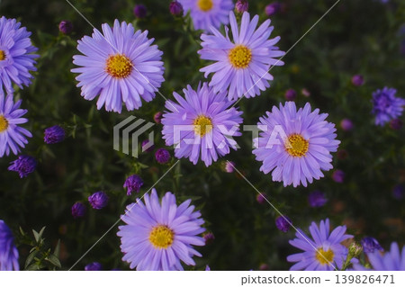 Several purple aster flowers are in bloom among their buds and green foliage Several purple aster flowers are in bloom among their buds and green foliage 139826471