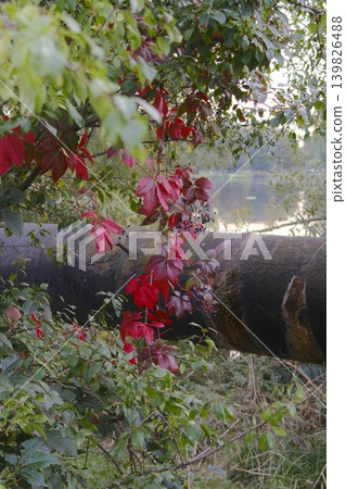 Red and green leaves grow near a large pipe next to a river Red and green leaves grow near a large pipe next to a river 139826488