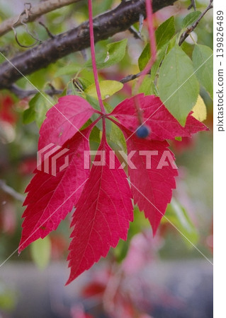 Crimson leaves and a small blue berry hang from a Virginia creeper vine Crimson leaves and a small blue berry hang from a Virginia creeper vine 139826489