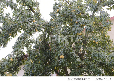 Many yellow pears hang on a tree full of green leaves outside a building Many yellow pears hang on a tree full of green leaves outside a building 139826493
