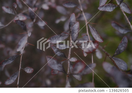 Small purple leaves grow on a Sand Cherry bush with thorns along the stems Small purple leaves grow on a Sand Cherry bush with thorns along the stems 139826505