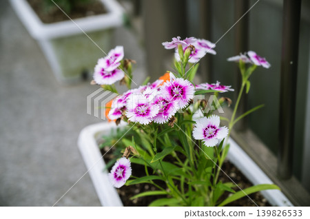 花盆裡盛開著美麗的粉紅色和白色康乃馨的特寫鏡頭。 139826533
