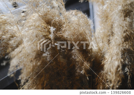 Fluffy pampas grass plumes are clustered together indoors for a decorative look 139826608
