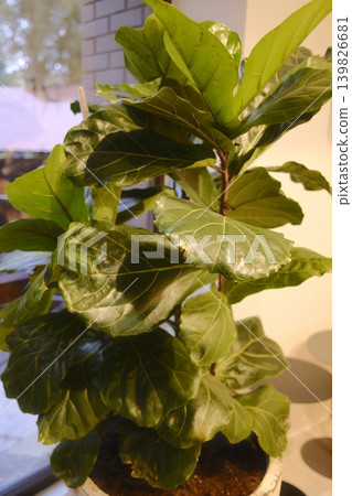 Close up of a fiddle leaf fig. Green leaves are lush and full Close up of a fiddle leaf fig. Green leaves are lush and full 139826681