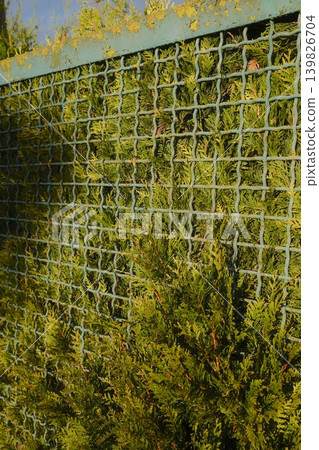 Green coniferous plants fill the wire fence, creating privacy on a sunny day Green coniferous plants fill the wire fence, creating privacy on a sunny day 139826704