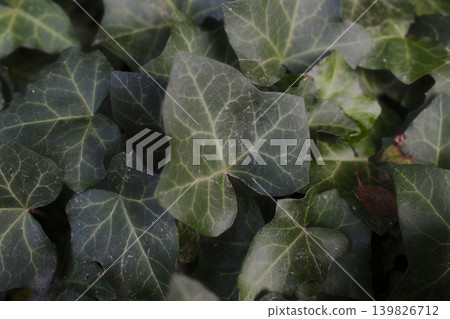 A cluster of evergreen ivy leaves, dark green with light veins, fills the frame A cluster of evergreen ivy leaves, dark green with light veins, fills the frame 139826712