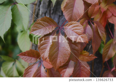 Close up shows creeper leaves turning brown, growing on bark 139826733