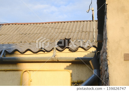 Black cat stares from rooftop by wall Black cat stares from rooftop by wall 139826747