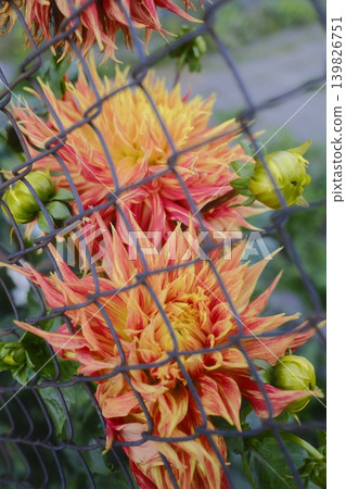 Beautiful dahlia flowers bloom through a fence Beautiful dahlia flowers bloom through a fence 139826751