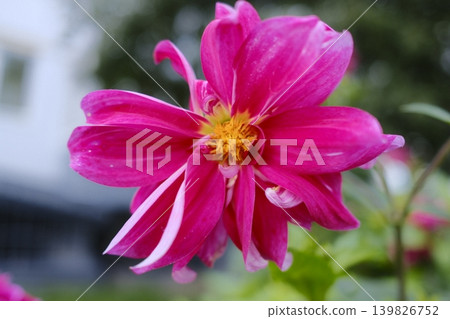 Pink dahlia blooms, white accents, yellow center 139826752