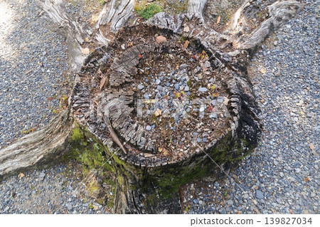 The decaying stump of a giant tree The decaying stump of a giant tree 139827034