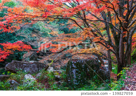豪溪峽谷:晚秋美景-紅葉與巨石(第四部分)-岡山縣總社市 豪溪峽谷:晚秋美景-紅葉與巨石(第四部分)-岡山縣總社市 139827059