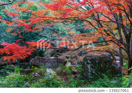 Gokei Gorge: Late Autumn Scenery - Autumn Leaves and Giant Rocks (Part 2) - Soja City, Okayama Prefecture Gokei Gorge: Late Autumn Scenery - Autumn Leaves and Giant Rocks (Part 2) - Soja City, Okayama Prefecture 139827061